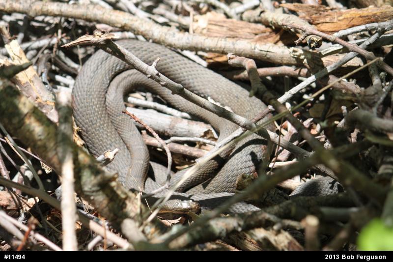 Northern Watersnake