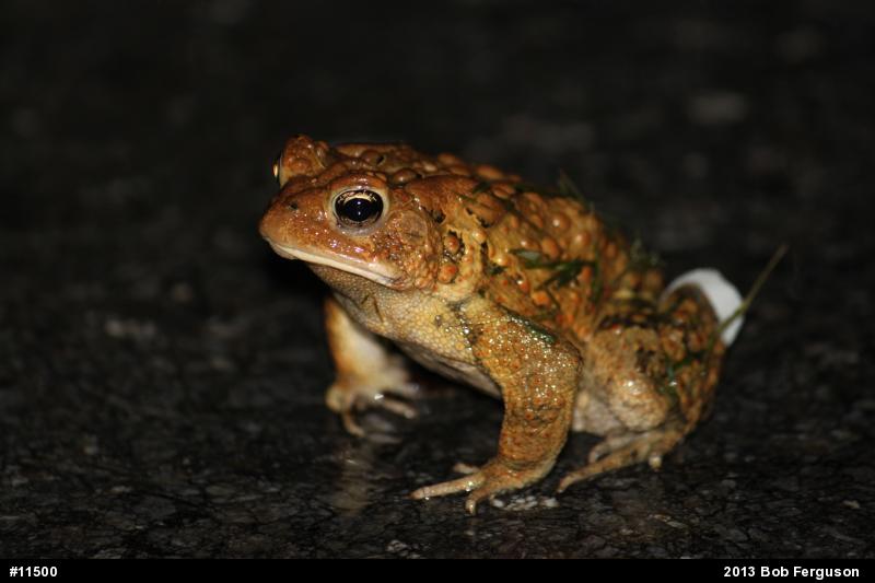 Eastern American Toad