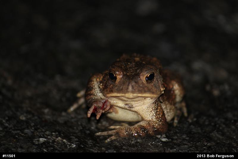 True Toads