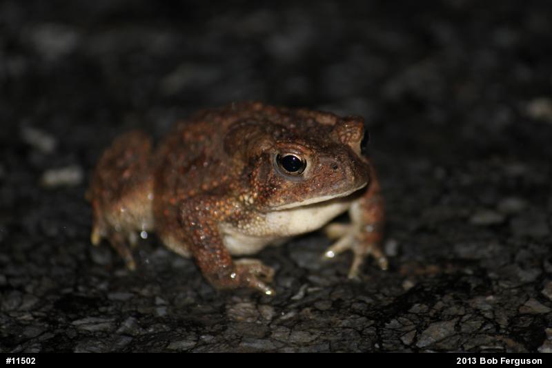 Eastern American Toad