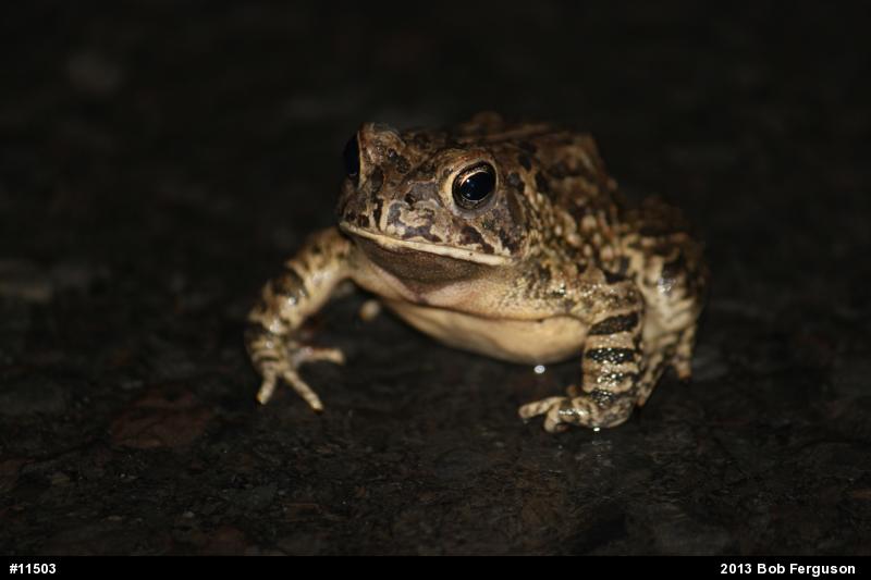 Fowler's Toad