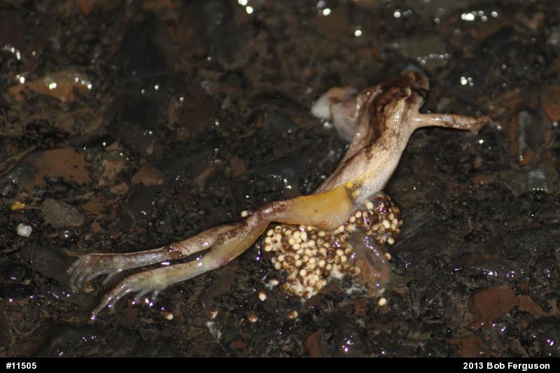 Spring Peeper