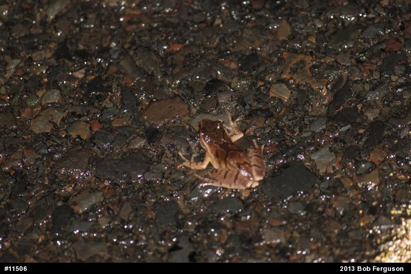 Spring Peeper