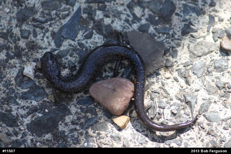 Eastern Red-backed  Salamander