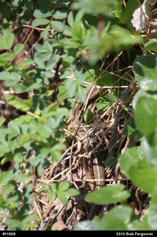 Eastern Gartersnake