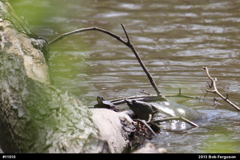 Eastern Spiny Softshell