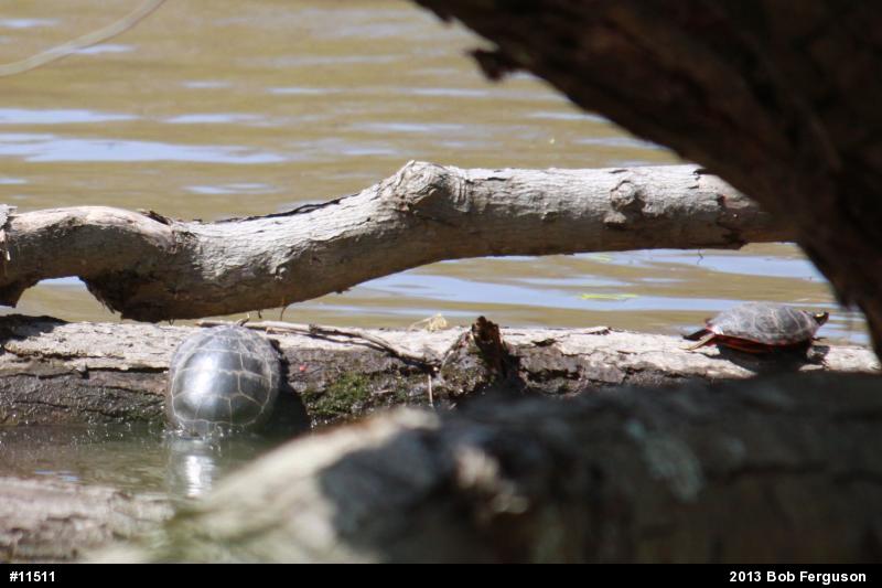 Eastern Painted Turtle