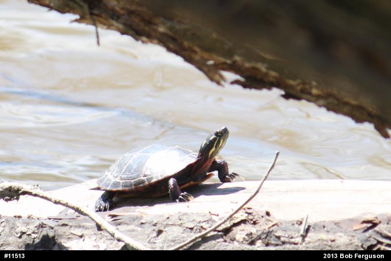 Eastern Painted Turtle