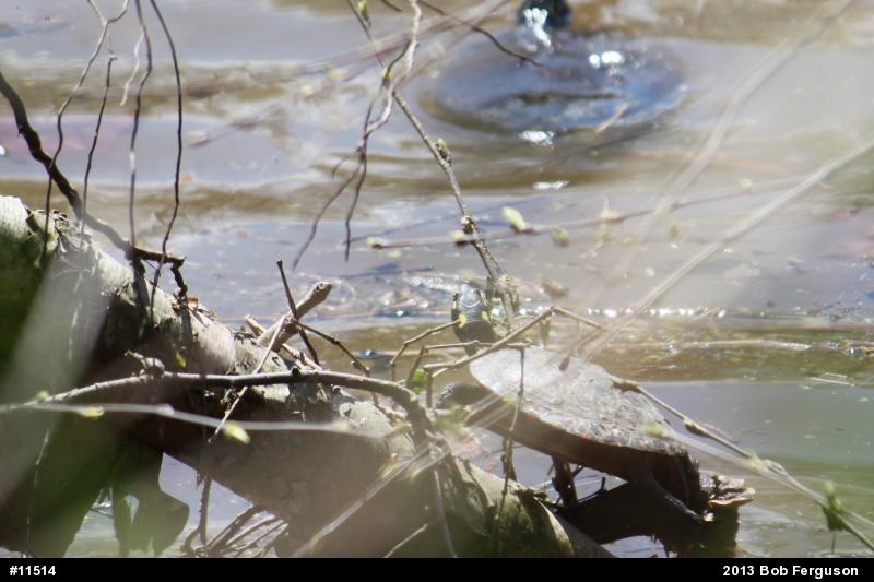 Eastern Painted Turtle