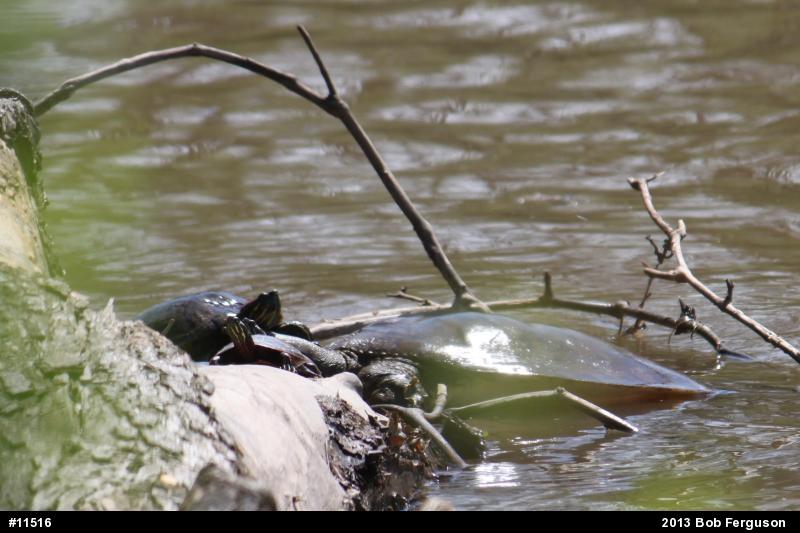 Red-eared Slider