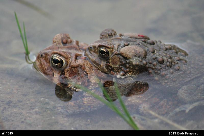Eastern American Toad