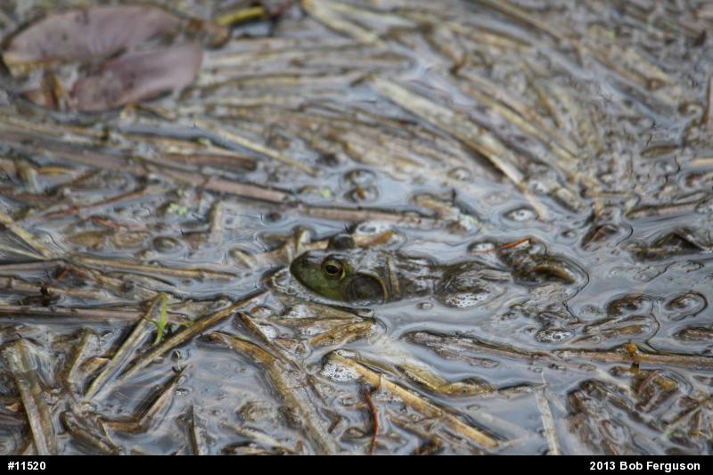 American Bullfrog