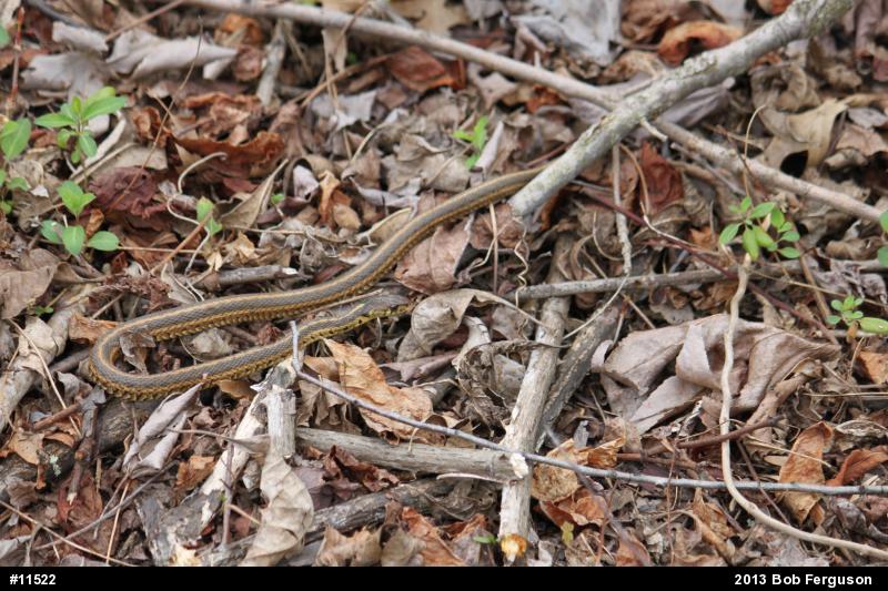Eastern Gartersnake