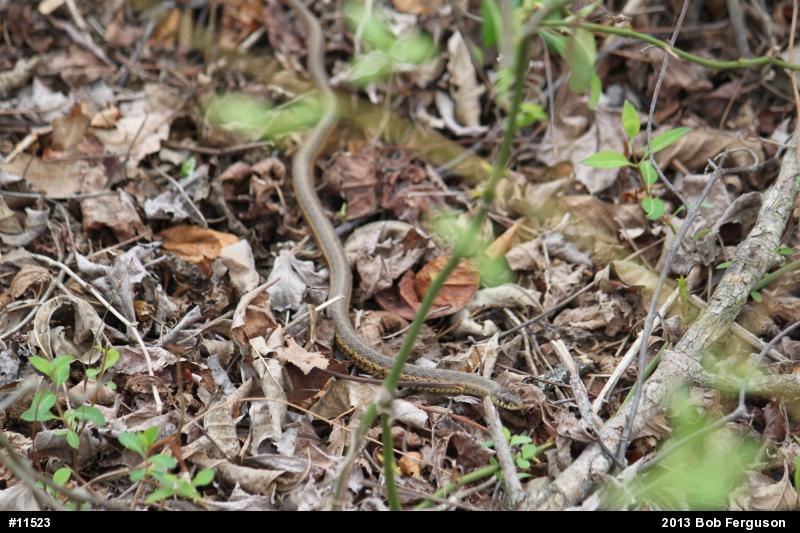 Eastern Gartersnake