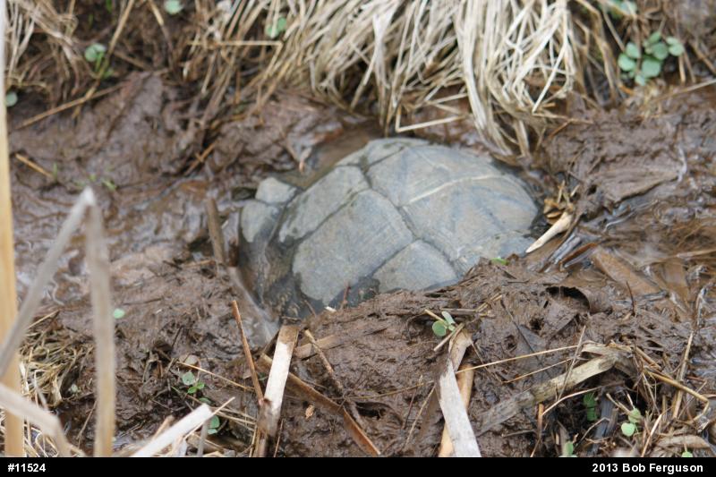 Snapping Turtle
