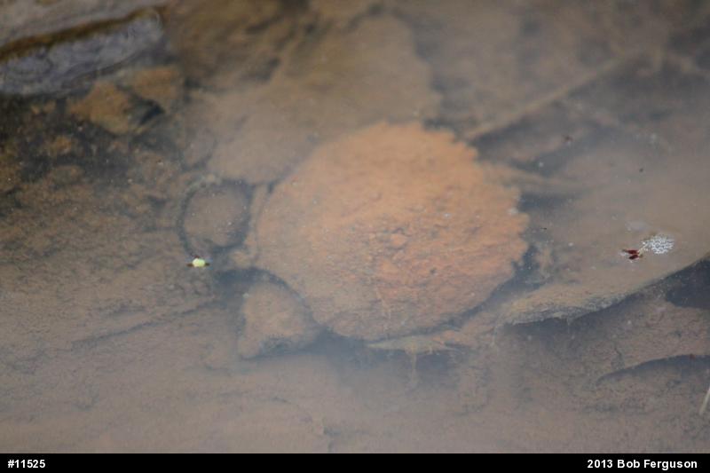 Snapping Turtle