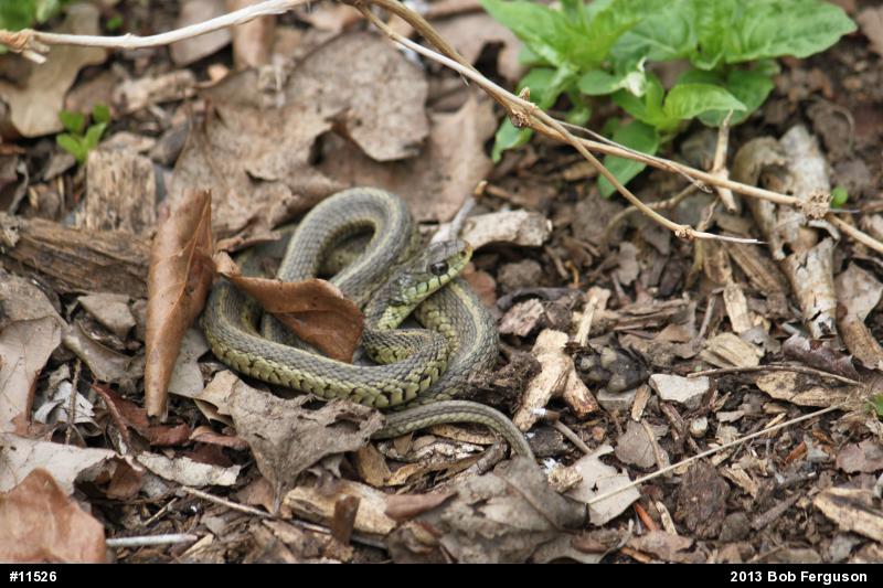 Eastern Gartersnake
