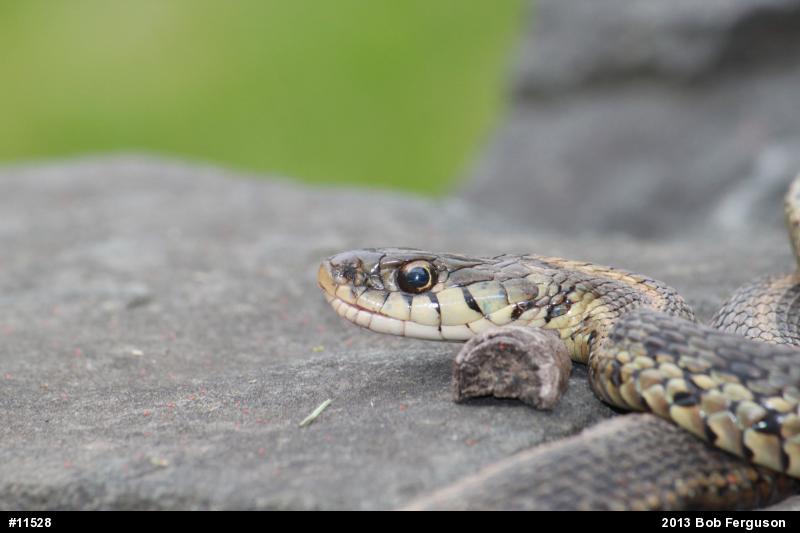 Eastern Gartersnake