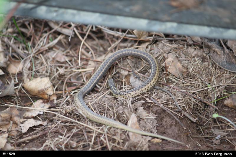 Eastern Gartersnake