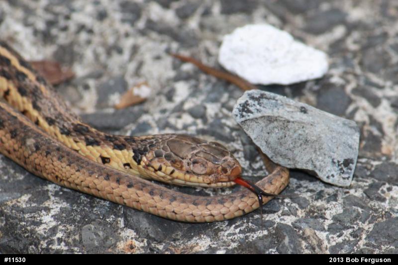 Eastern Gartersnake