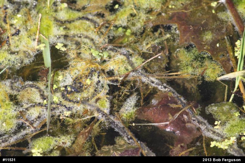 True Toads