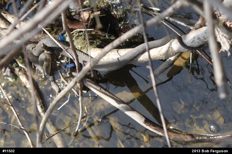 Northern Watersnake
