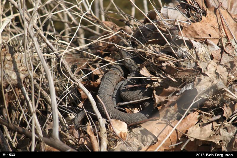 Northern Watersnake