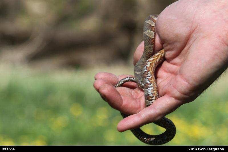 Northern Watersnake