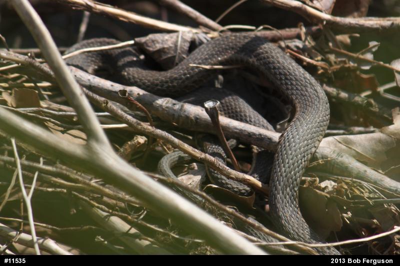 Queensnake