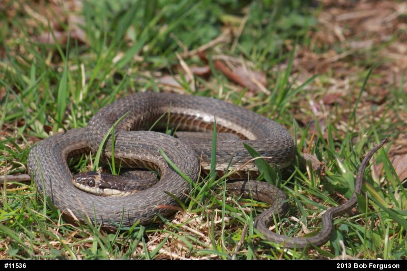 Queensnake