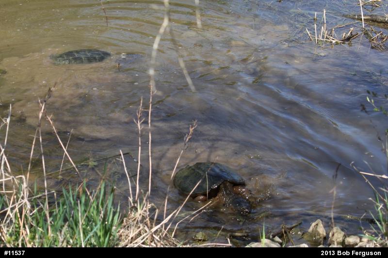 Snapping Turtle