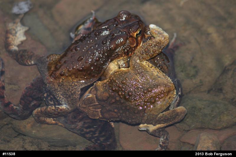Eastern American Toad