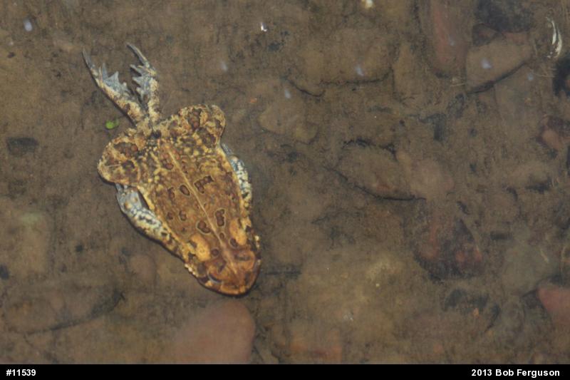 Eastern American Toad