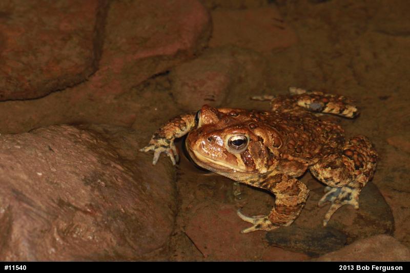Eastern American Toad