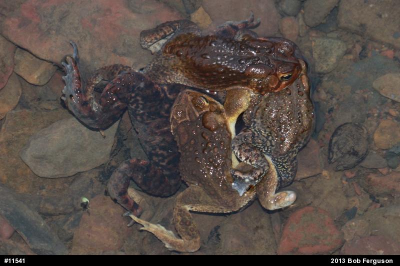 Eastern American Toad