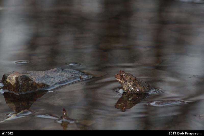 Eastern American Toad