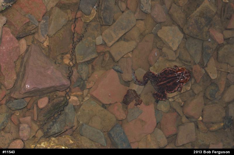 Eastern American Toad
