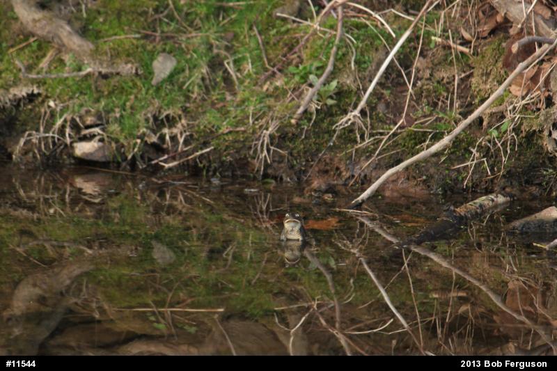 Eastern American Toad