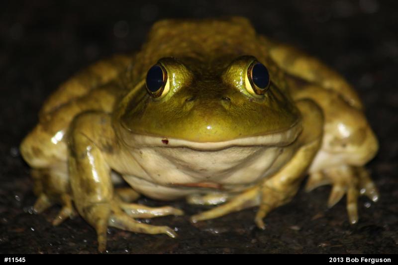 American Bullfrog