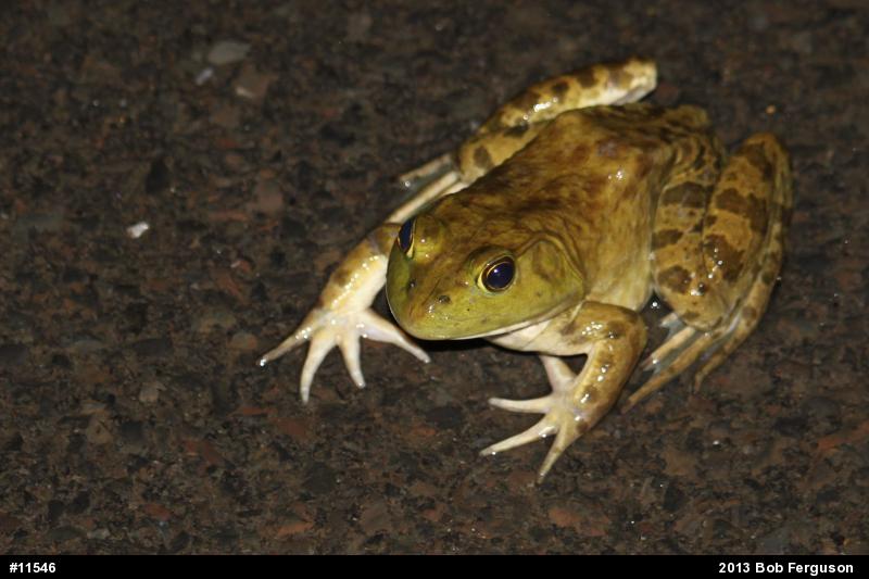 American Bullfrog