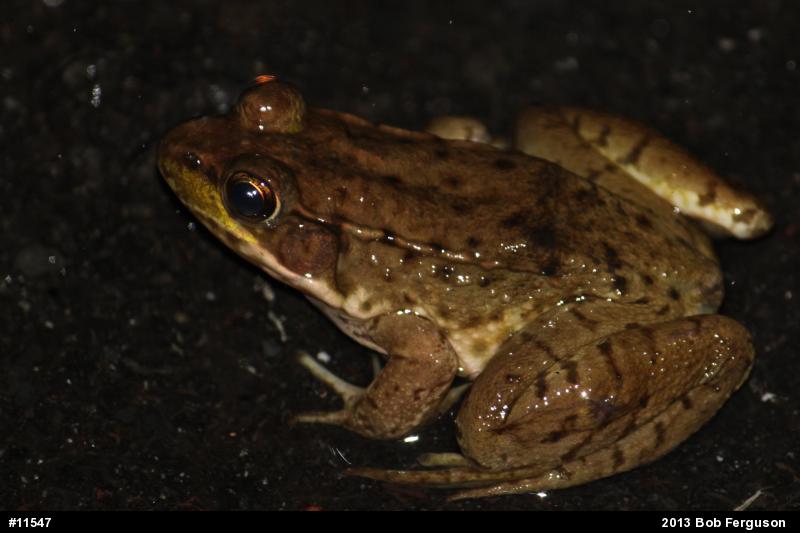 Green Frog