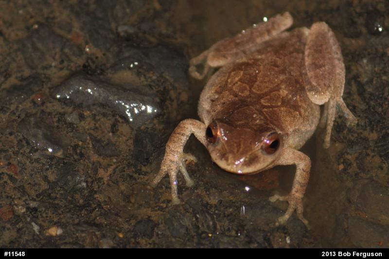 Spring Peeper
