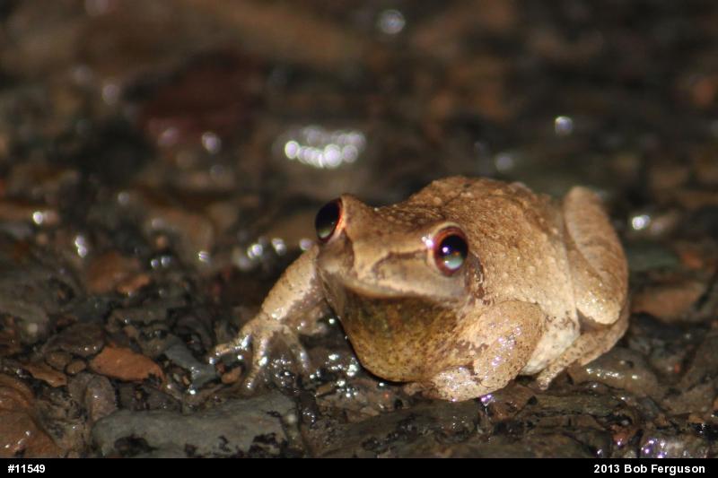 Spring Peeper