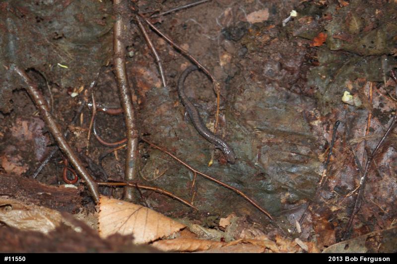 Eastern Red-backed  Salamander