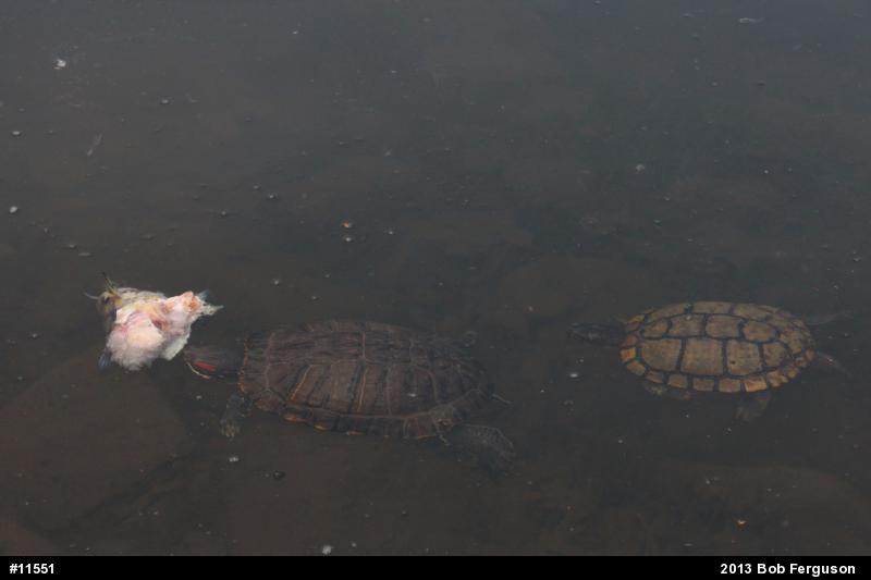 Red-eared Slider