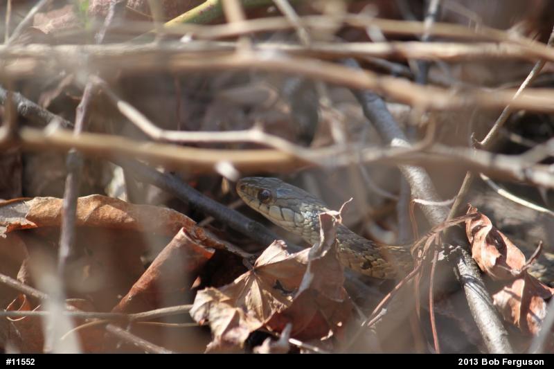 Eastern Gartersnake