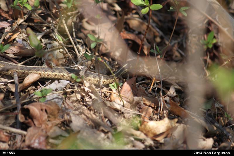 Eastern Gartersnake
