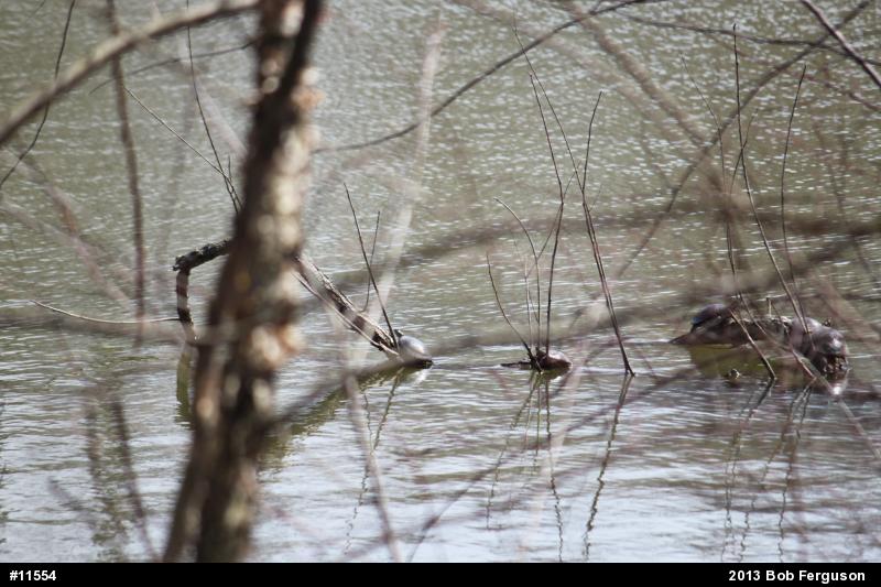Painted Turtle