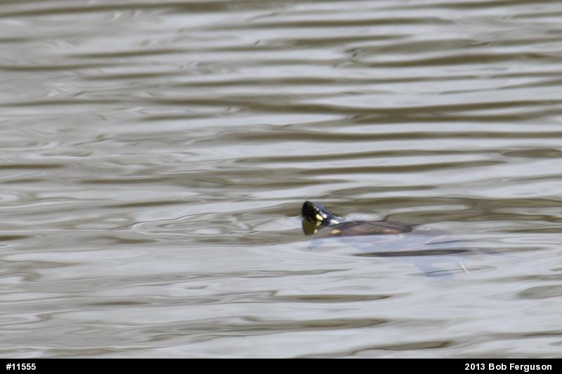 Eastern Painted Turtle