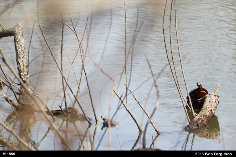 Eastern Painted Turtle